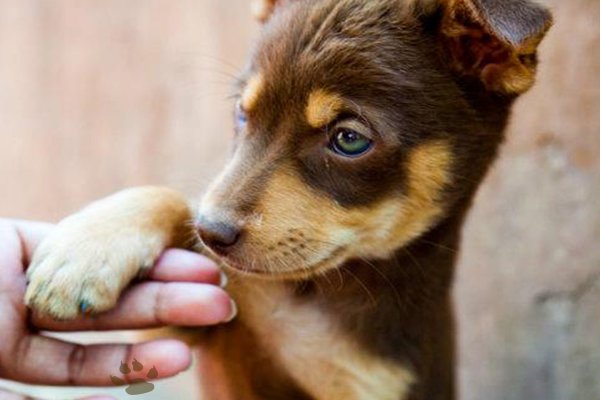 Is Your Canine the Cutest Indian Dog Alive?