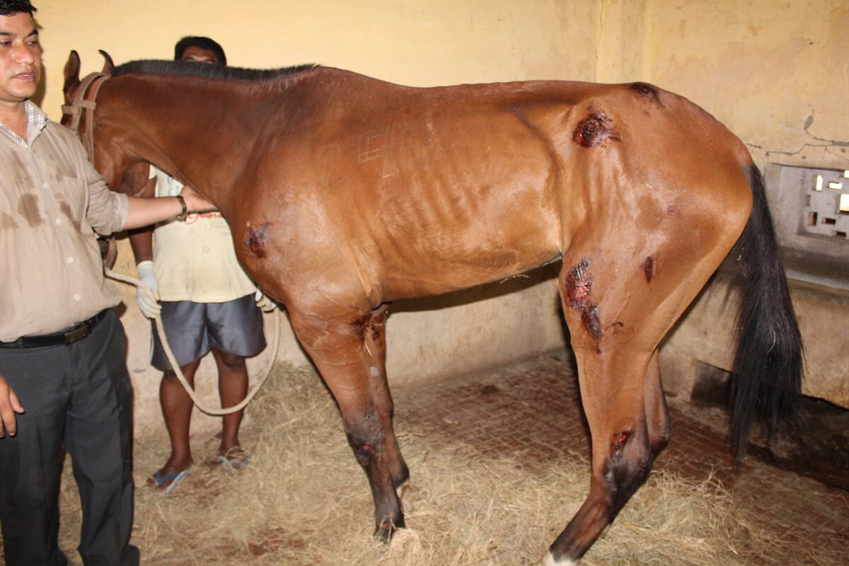 Horse 299 from the King Institute has untreatable acute laminitis, is very thin, and has numerous pressure ulcers from being unable to stand for very long. 