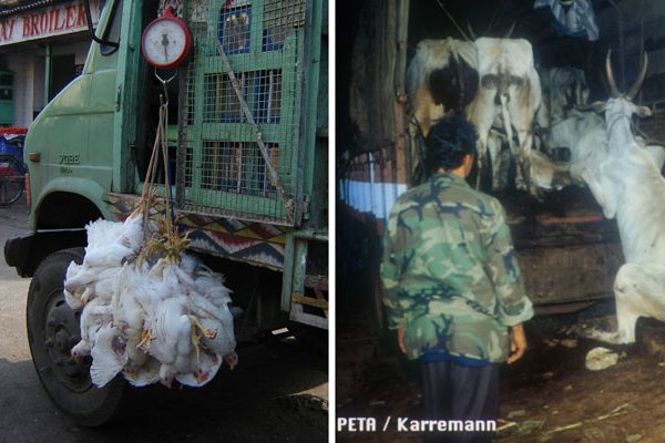 Animals Aren’t ‘Freight’: 8 Ways You Can Help Them