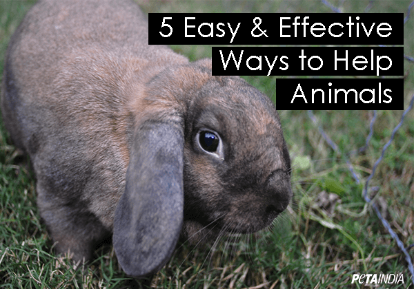 5 Easy and Effective Ways to Help on ‘India Unites for Animals’ Day