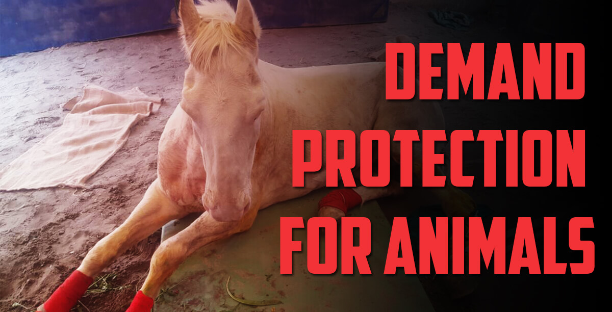 shaktiman_animal_protection_law1200x612