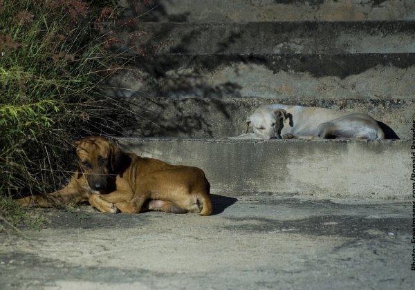 PETA Calls for Psychiatric Help for Kerala Dog Killers