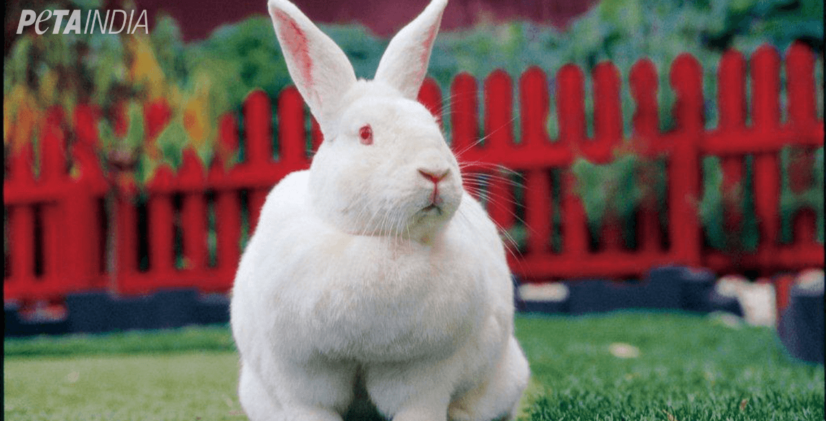 happy-bunny