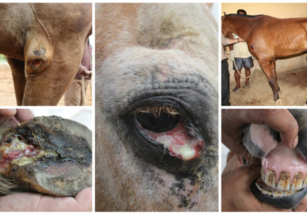 Help Stop Horse and Donkey Abuse for Drug Production