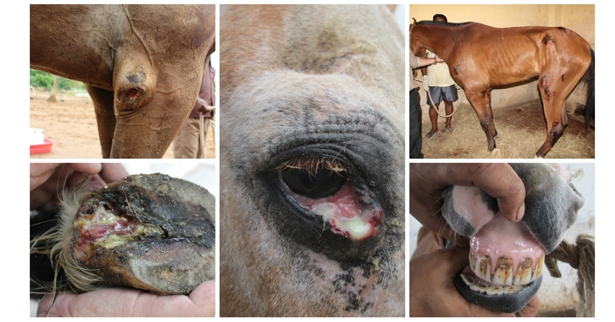 Help Shut Down Cruel Equine-Serum Facilities