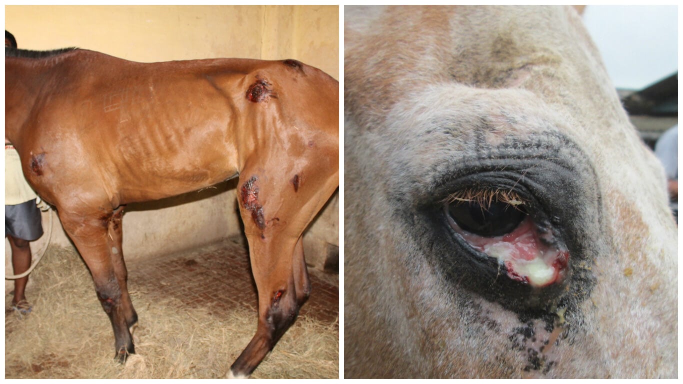 horses used for anti-toxins diptheria blog