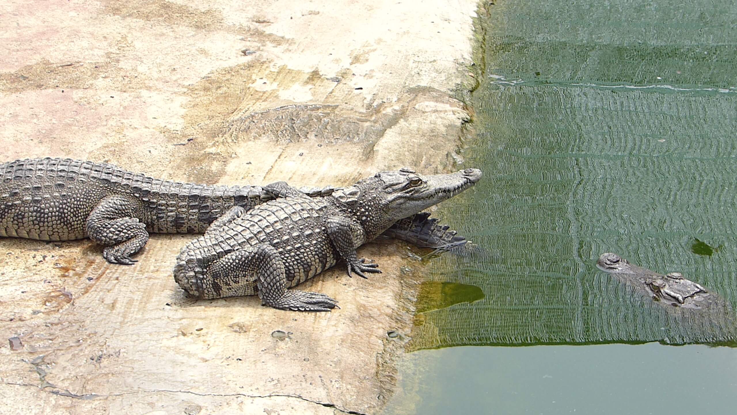 Crocodiles Die Horrifically In Vietnam For Louis Vuitton Leather Bags