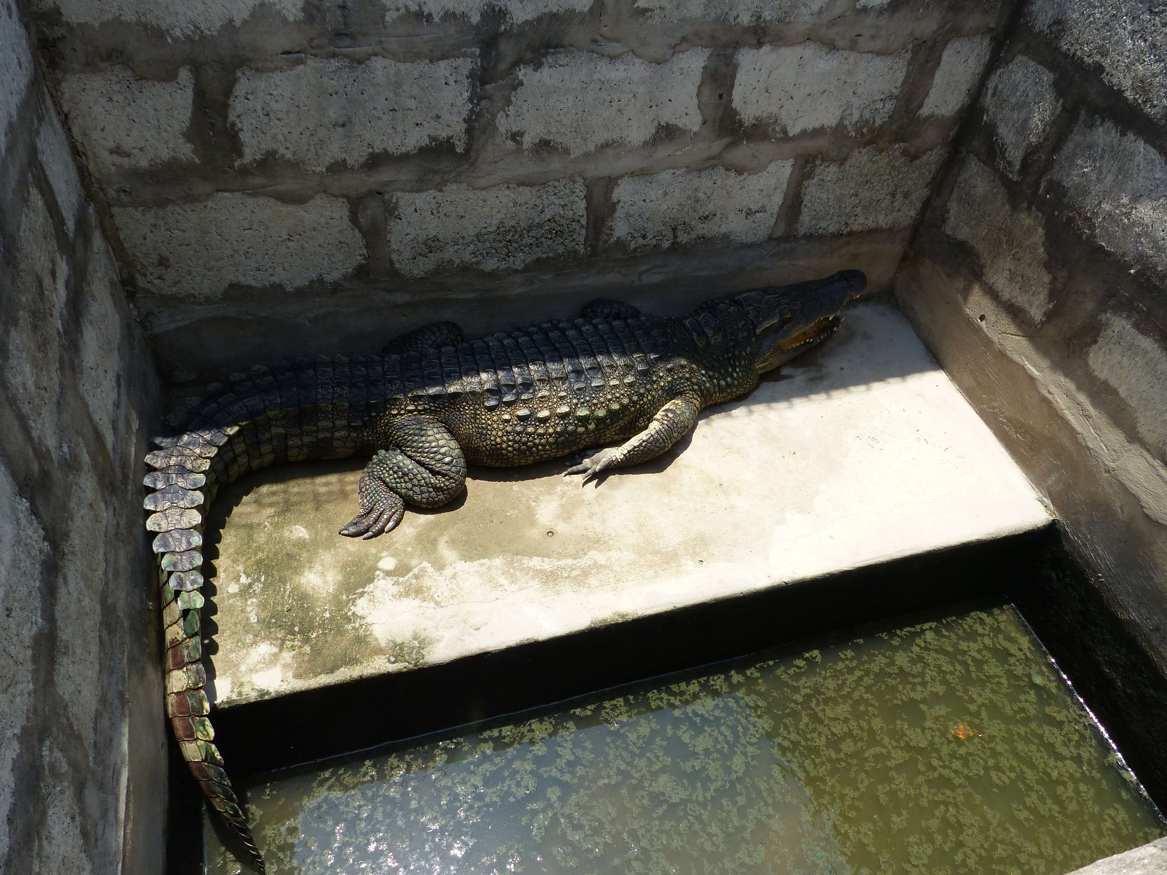 Louis Vuitton Crocodile Farms