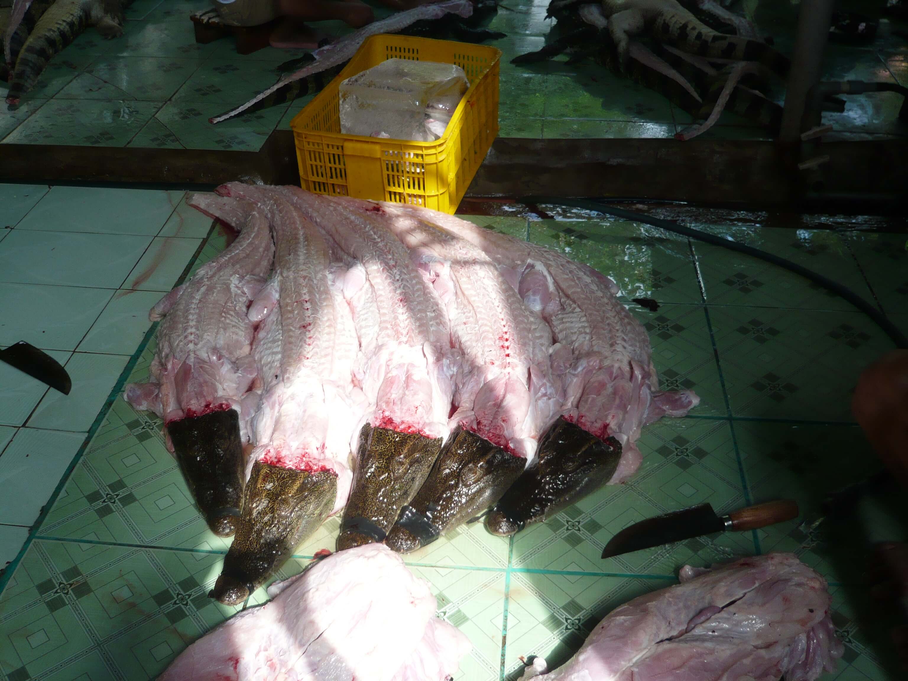 Crocodiles Die Horrifically In Vietnam For Louis Vuitton Leather