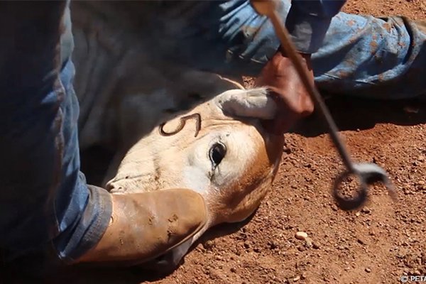 Calves Dragged and Face-Branded for Leather Car Interiors