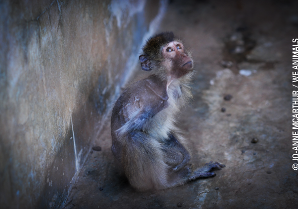 PETA India Calls for Arrest of Vellore Medical Students Who Allegedly Tortured, Raped, and Killed a Monkey