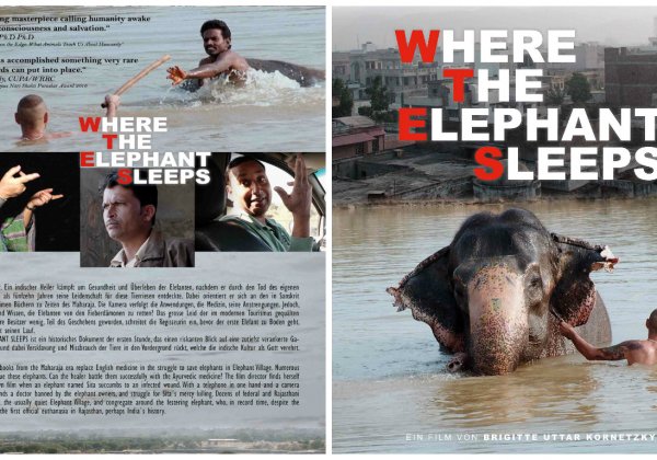 Watch ‘Where the Elephant Sleeps’ for Free