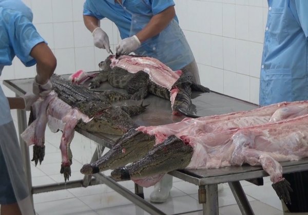 Crocodiles Cut Open, Skinned in Vietnam for Leather Bags