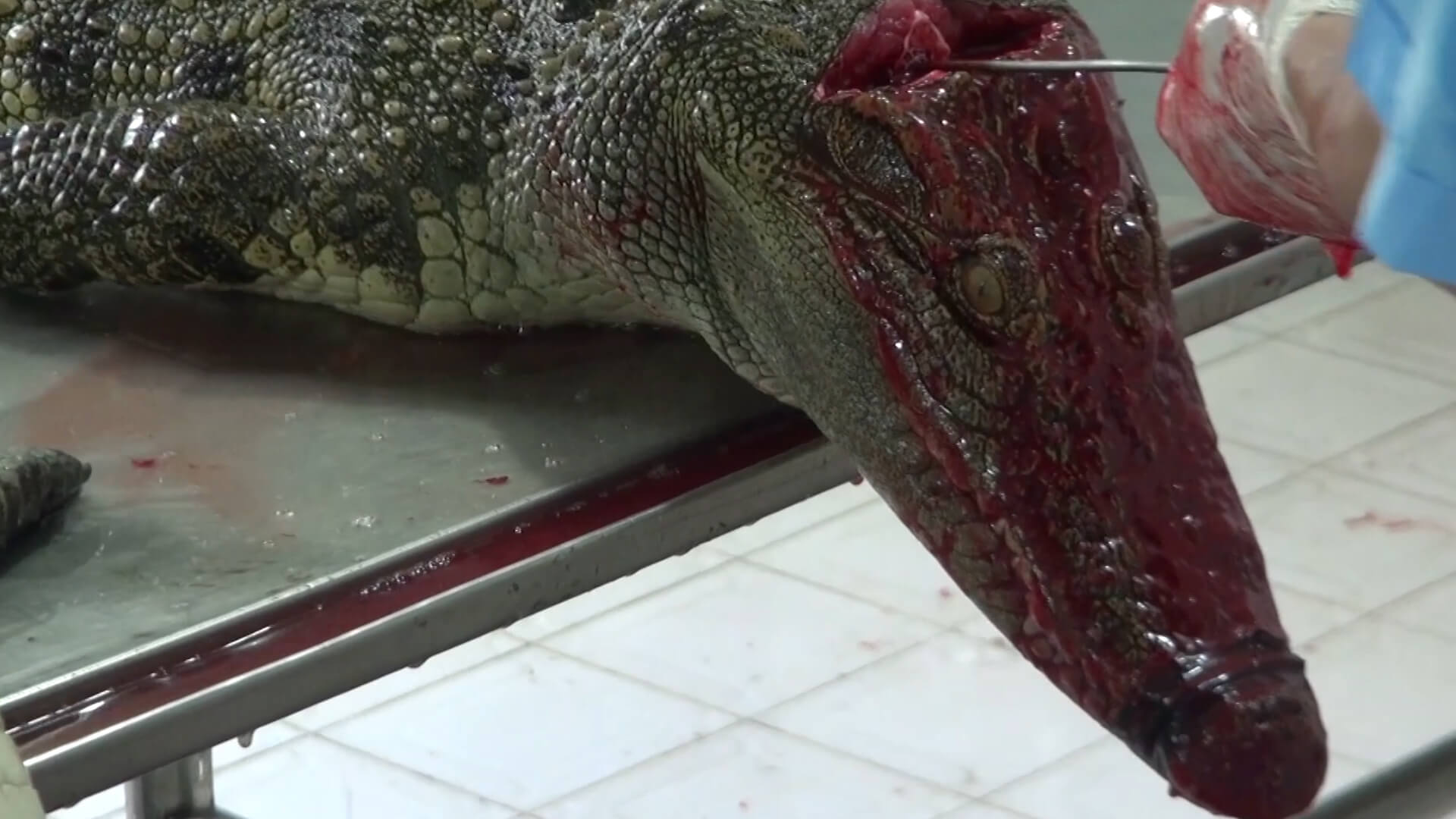 Crocodiles Cut Open, Skinned in Vietnam for Leather Bags - Living