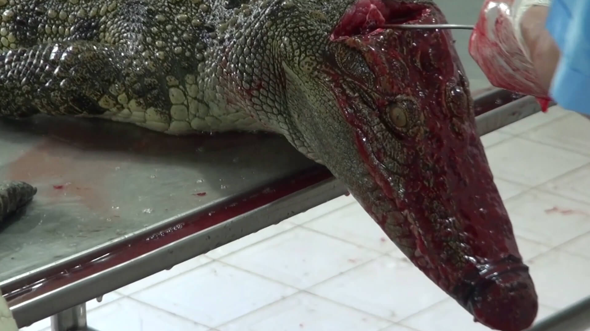 PETA Exposes the Cruelty Behind Crocodile Skin Bags