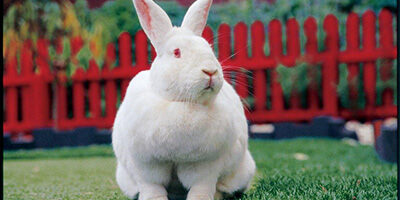 bunny image used in peta india's 20 anniversary victory web feature