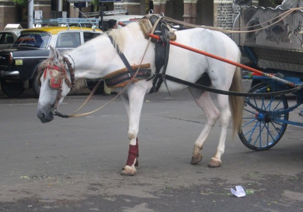 Not a Single Victoria in Mumbai Has a Licence to Ply