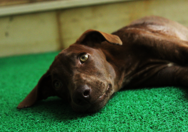 Most Adorable 4-Month-Old Pup Is Up for Adoption NOW!