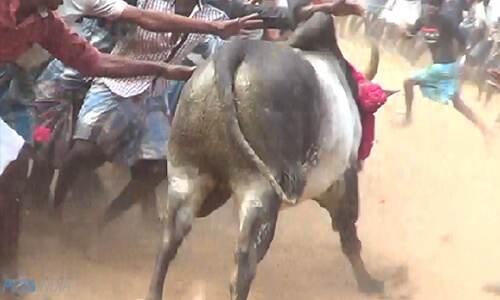 Statement on Latest Jallikattu Developments