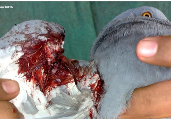 Hearing PETA’s Plea, NGT Passes Interim Order Banning Manja