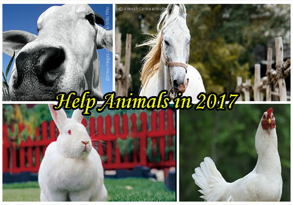 5 Easy New Year's Resolutions for Animals - Blog - PETA India