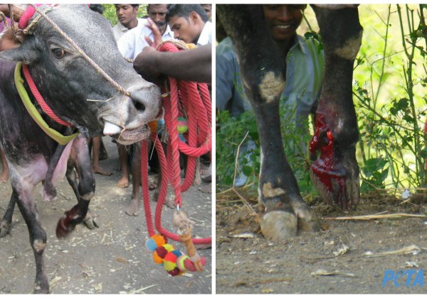 To Stand for Kindness is Patriotic: PETA Responds to DMK’s MK Stalin