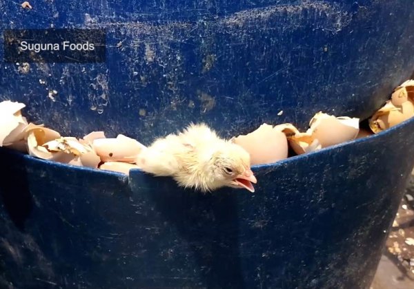Life Is Hell on Earth for Chicks Raised for Eggs and Flesh