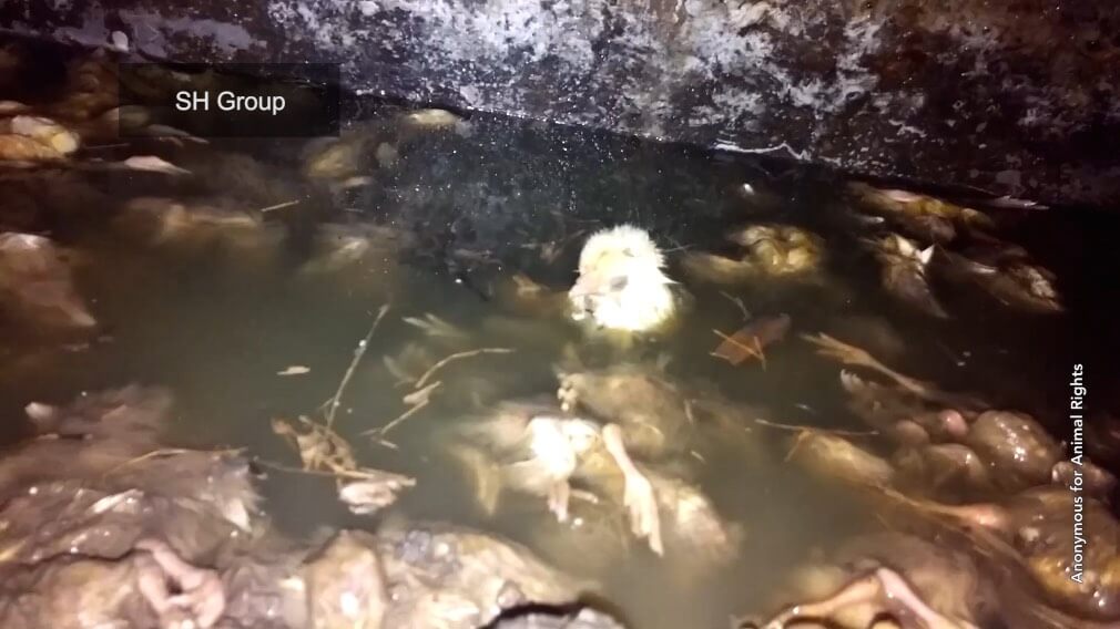 Chicks Crushed, Drowned, and Burned to Death by Egg and Chicken-Flesh Companies