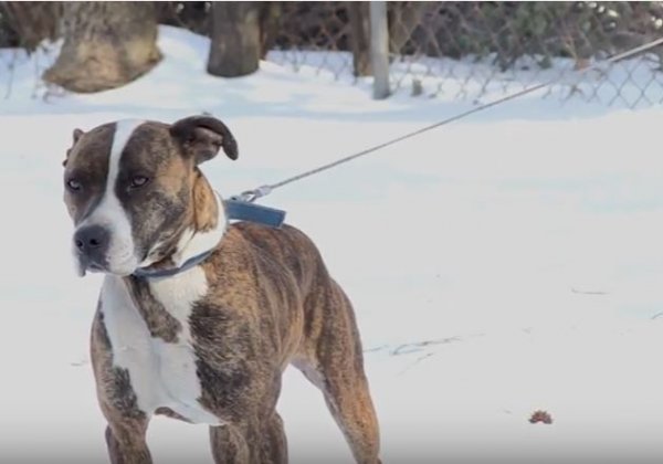 Priyanka Chopra, Tom Hardy, and Casey Affleck Speak Up for Dogs in PETA US Video
