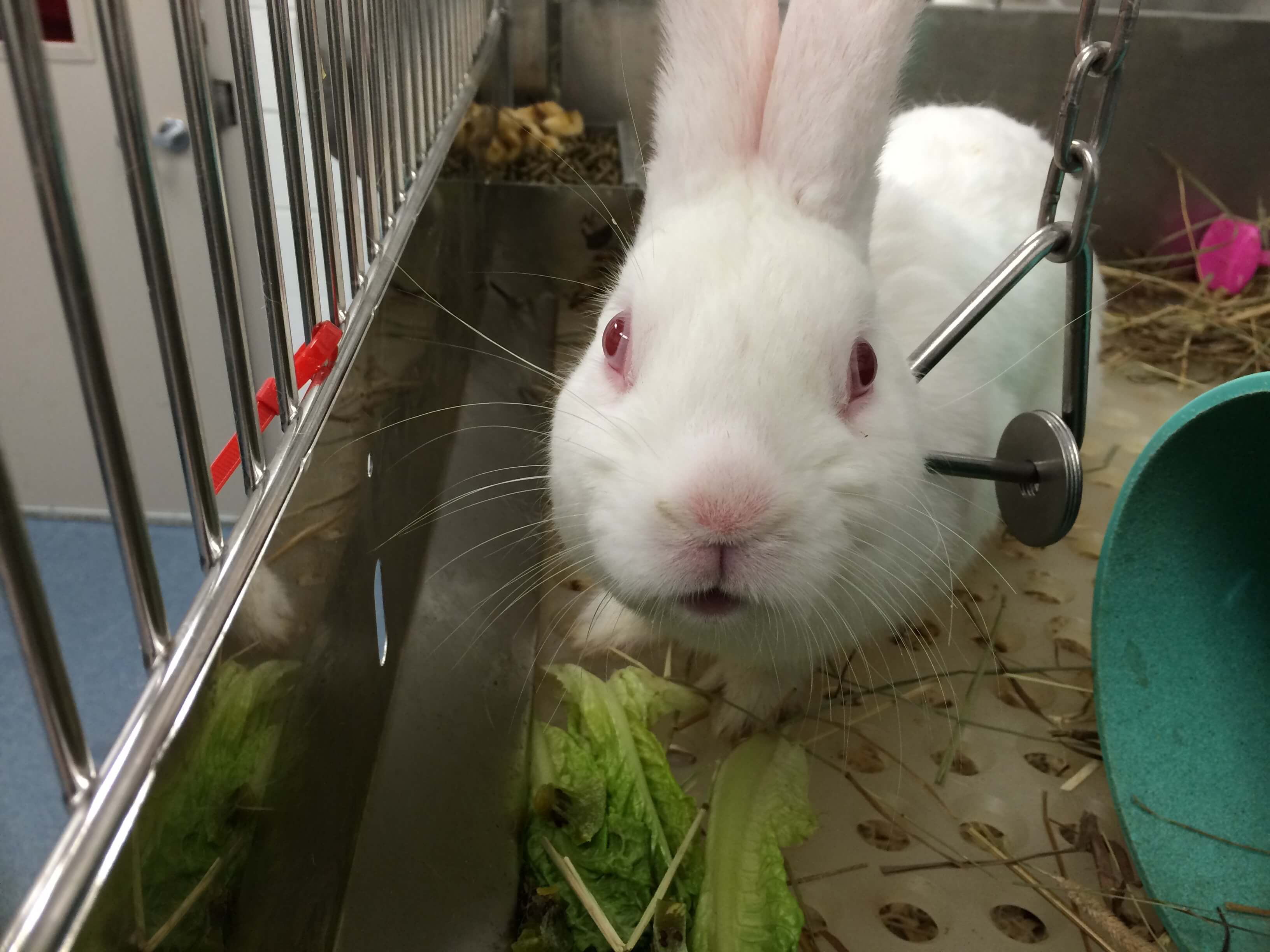 animal experimentation rabbits