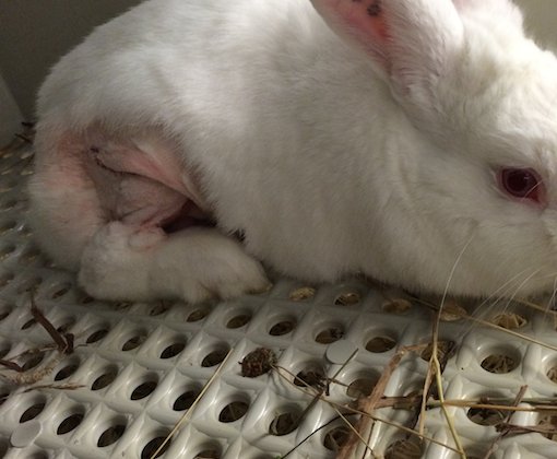 PETA US Exposé Uncovers Mutilated Rabbits, Monkeys Driven Mad in University Labs