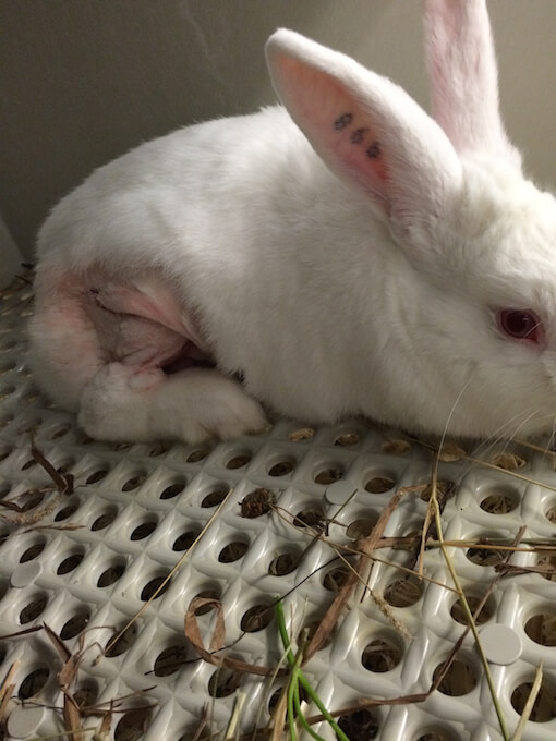 PETA US Exposé Uncovers Mutilated Rabbits, Monkeys Driven Mad in University Labs