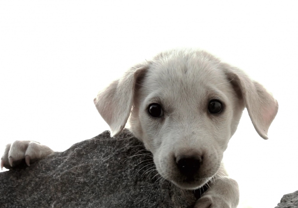 ‘My Mom’ Will Make You Want to Adopt an Animal in Just Three Minutes
