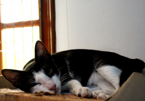 This Cute Kitten is Still Looking For a Loving Home!