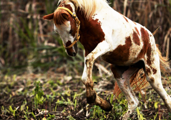 PROGRESS: Maharashtra Government Announces Plan To Spare Mumbai’s Horses The Suffering Of Hauling Victorias
