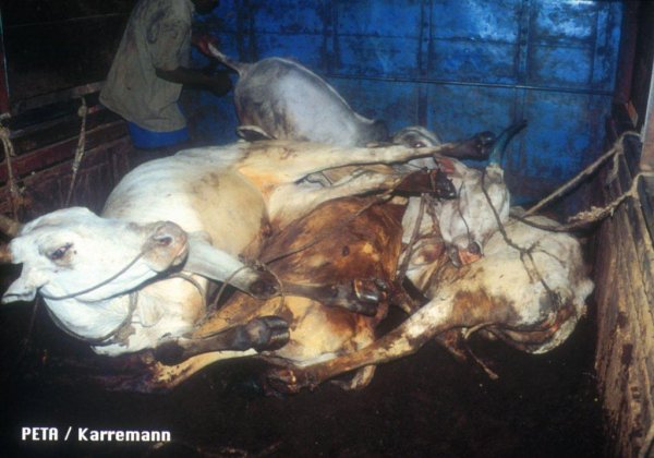 Ask All States to Close Illegal Slaughterhouses