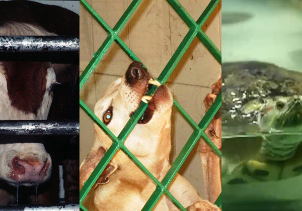 India Passes New Rules to Protect Animals