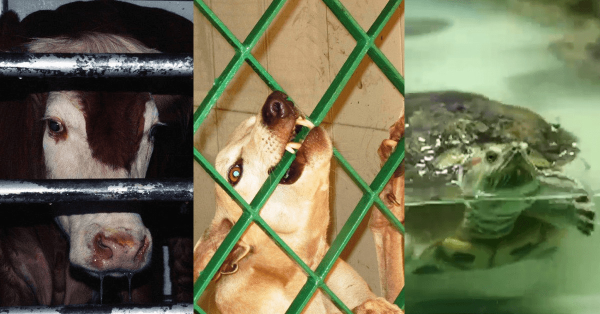 India Passes New Rules to Protect Animals India Passes New Rules to Protect Animals