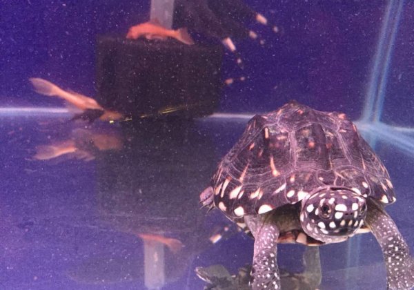 Help Animals in Cruel Pet Shops With These 9 Steps