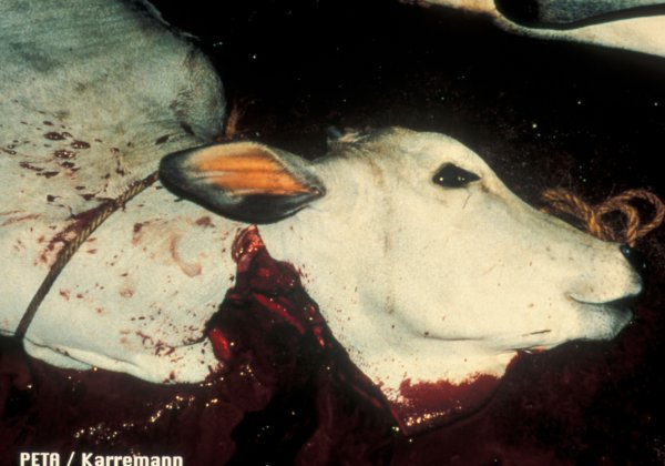 PETA Calls For Punishment, Psychiatric Evaluation For Youth Congress Cow Killers