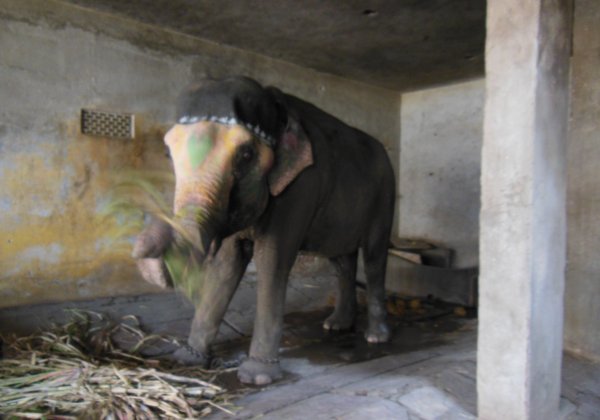 WATCH: Full Documentary Showing the Plight of Captive Elephants in Jaipur
