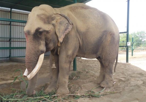 Gajraj the Elephant’s Journey to Freedom After 51 Years
