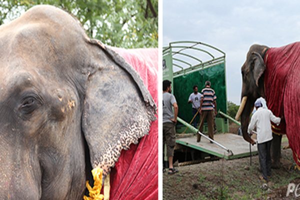 Victory: PETA Campaign Frees Chained Elephant Gajraj After Over 50 Years of Neglect