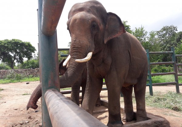 Sunder the Rescued Elephant’s Transformation Is Beautiful