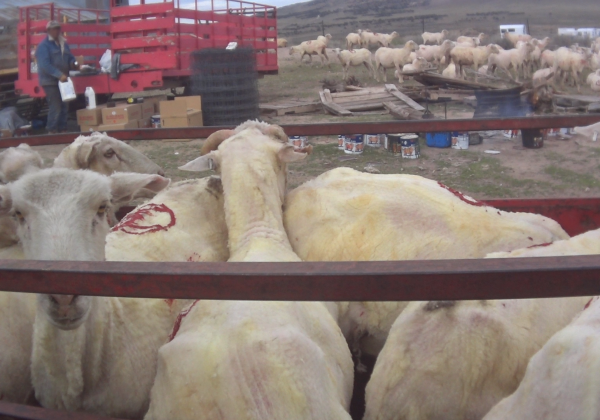 Another Patagonia-Approved Wool Producer Exposed – Help Sheep Now