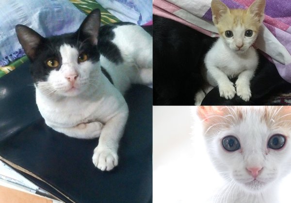 Meet PETA’s 2017 Cutest Rescued Cat Alive Winners
