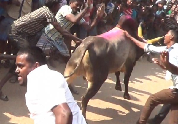 Shocking New Jallikattu Investigation Leads PETA Back to Supreme Court