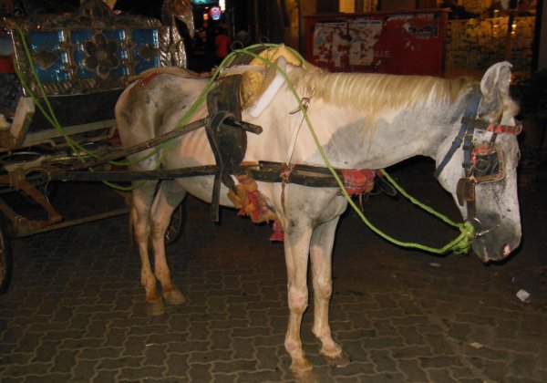High Court Accepts Maharashtra’s State’s Rehabilitation Plan for Victoria Owners and Drivers