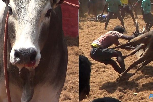 Jallikattu’s Jarring Death Toll Continues to Rise