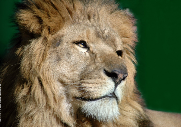 Son of Cecil the Lion Killed by Trophy Hunters in Zimbabwe